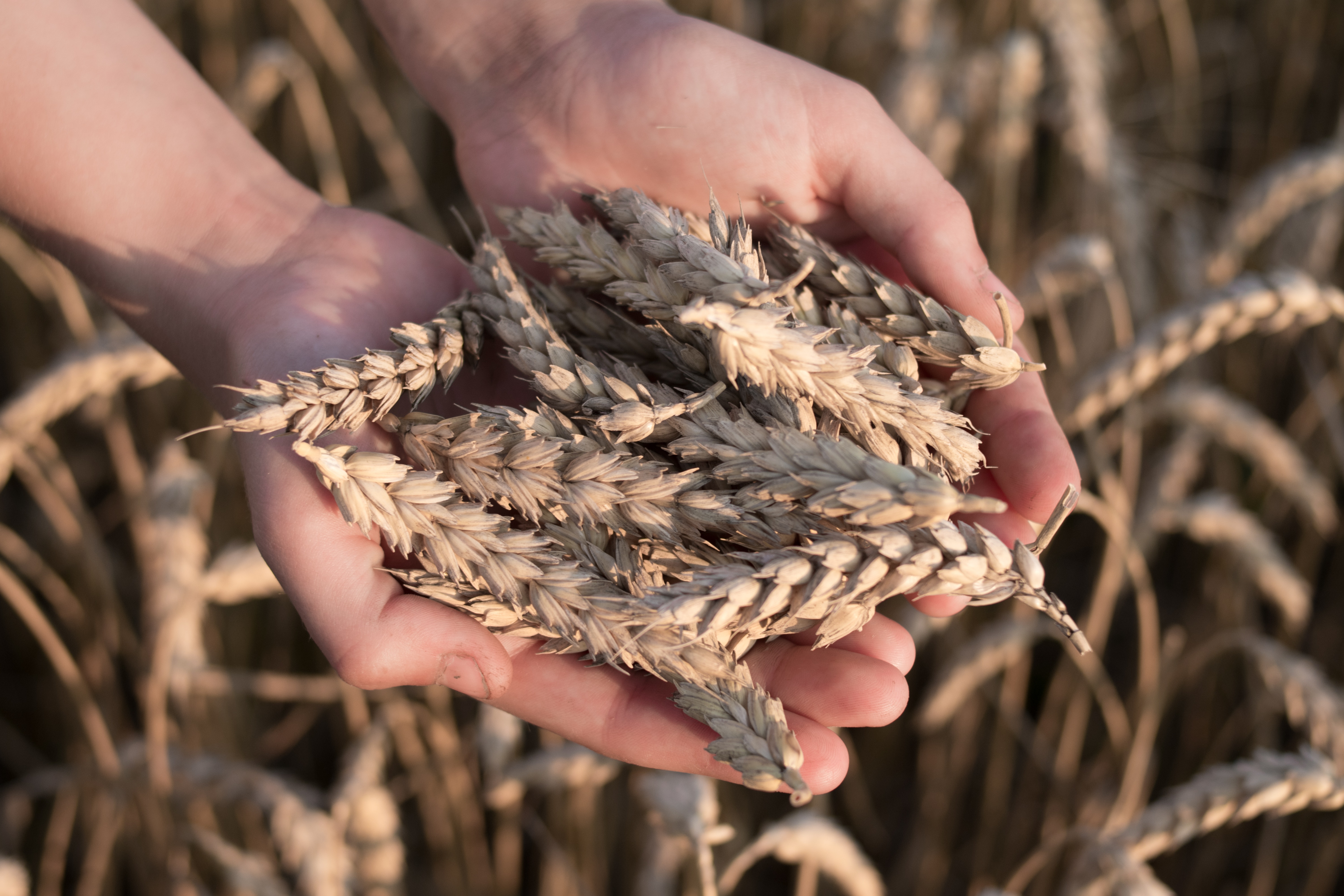 Hands holding wheat grain